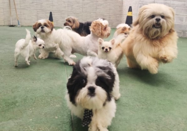 Creche canina